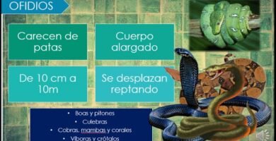 Reacciones comunes de los reptiles al ser manipulados con alimentación especial