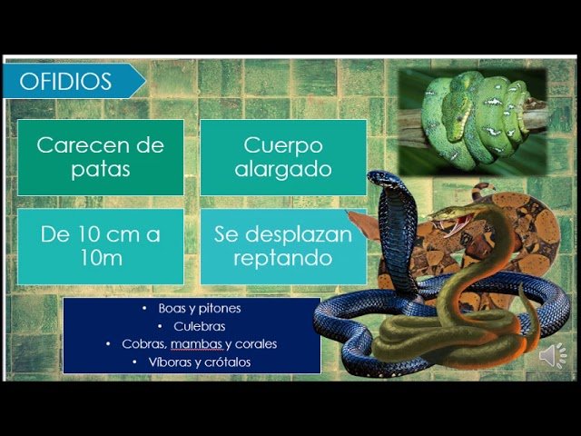 Reacciones comunes de los reptiles al ser manipulados con alimentación especial