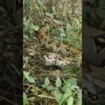 Reacciones comunes de los reptiles al ser manipulados - consejos de expertos