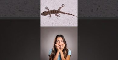 Reacciones comunes de los reptiles al ser manipulados desde casa