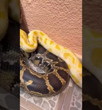 Reacciones comunes de los reptiles al ser manipulados durante el día