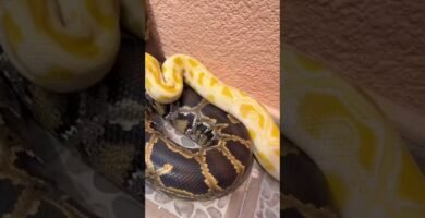 Reacciones comunes de los reptiles al ser manipulados durante el día