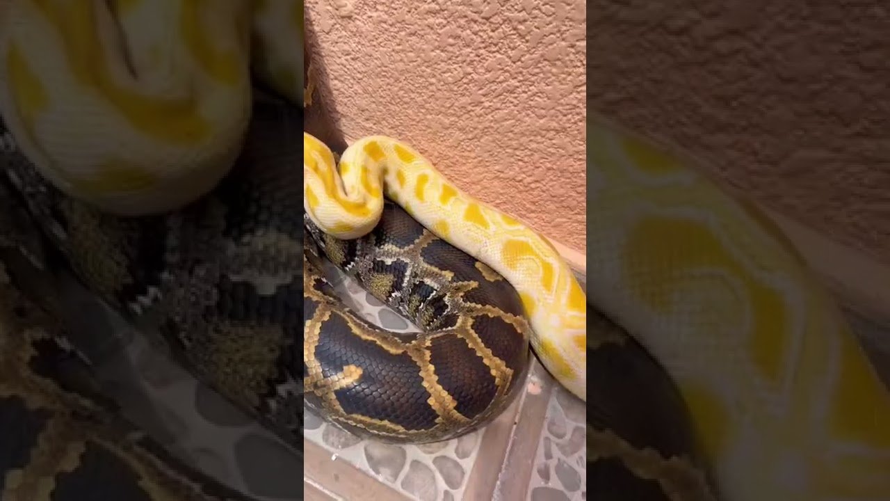 Reacciones comunes de los reptiles al ser manipulados durante el día