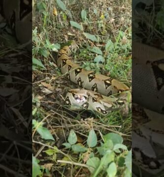 Reacciones comunes de los reptiles al ser manipulados durante la noche