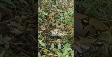 Reacciones comunes de los reptiles al ser manipulados durante la noche