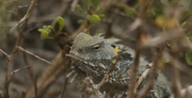 Reacciones comunes de los reptiles al ser manipulados en climas cálidos