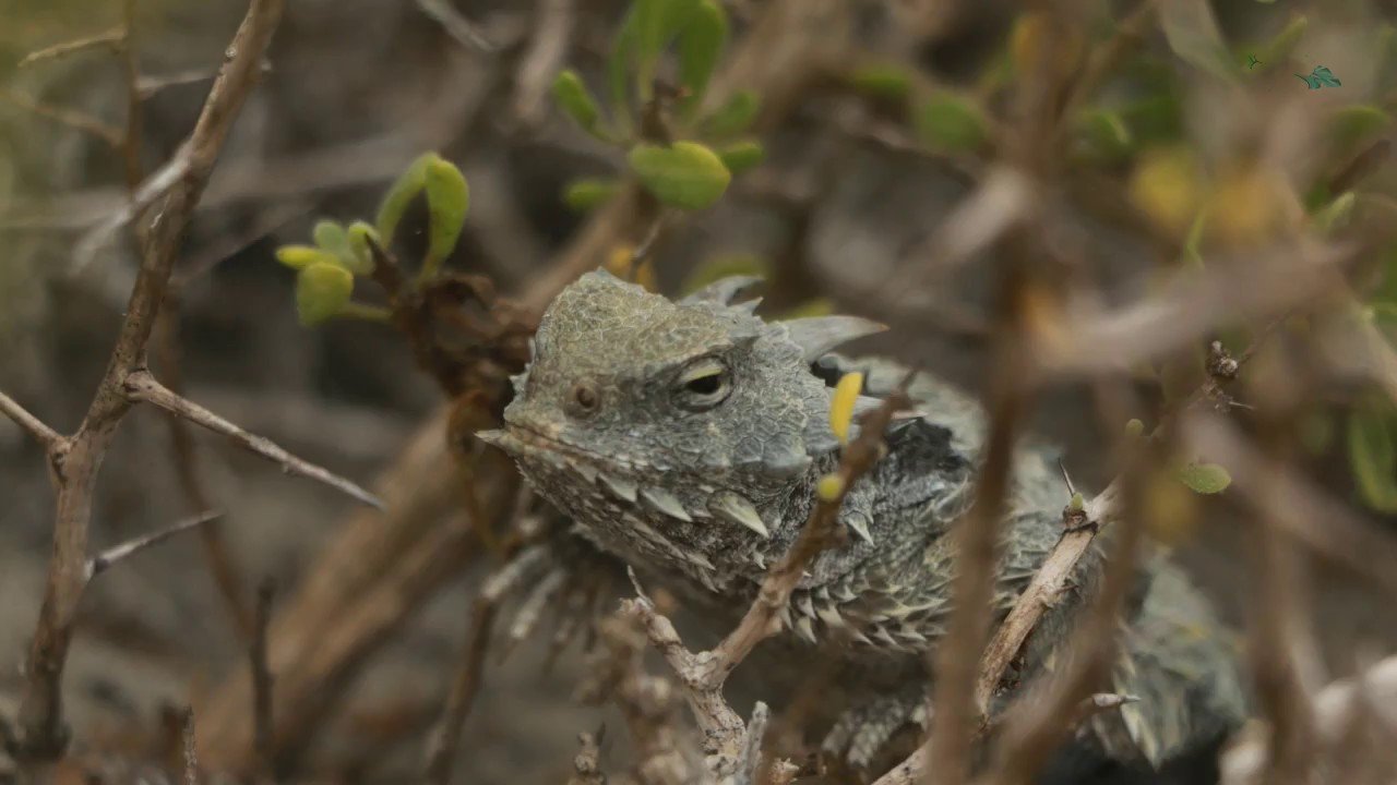 Reacciones comunes de los reptiles al ser manipulados en climas cálidos