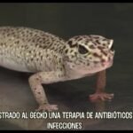 Reacciones comunes de los reptiles al ser manipulados en época de muda
