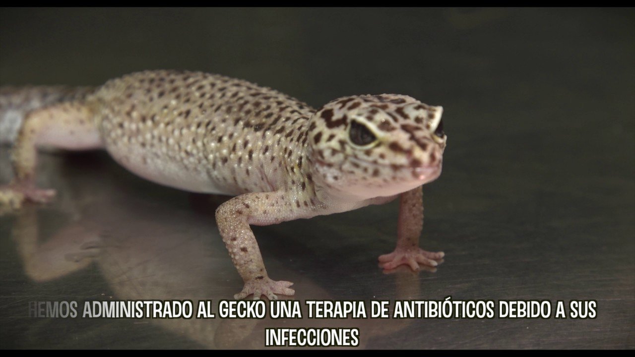 Reacciones comunes de los reptiles al ser manipulados en época de muda