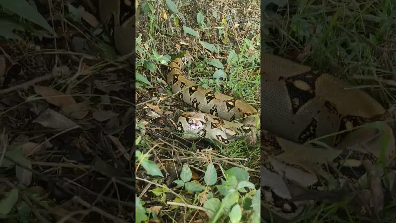 Reacciones comunes de los reptiles al ser manipulados explicado paso a paso