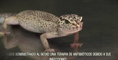 Reacciones comunes de los reptiles al ser manipulados explicado por veterinarios