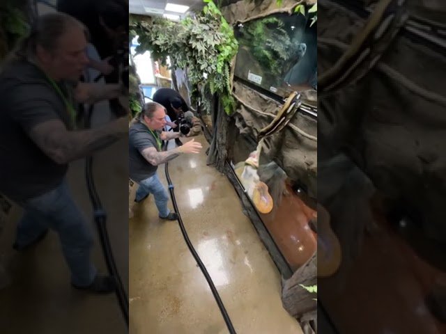 Reacciones comunes de los reptiles al ser manipulados por edad