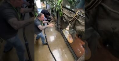 Reacciones comunes de los reptiles al ser manipulados y cómo solucionarlo