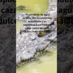 Reacciones comunes de los reptiles al ser manipulados y su adaptación