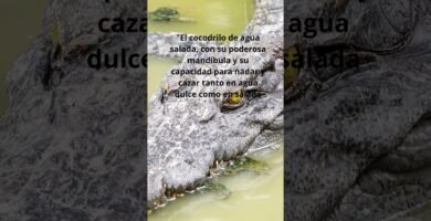 Reacciones comunes de los reptiles al ser manipulados y su adaptación