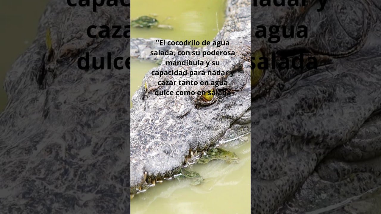 Reacciones comunes de los reptiles al ser manipulados y su adaptación