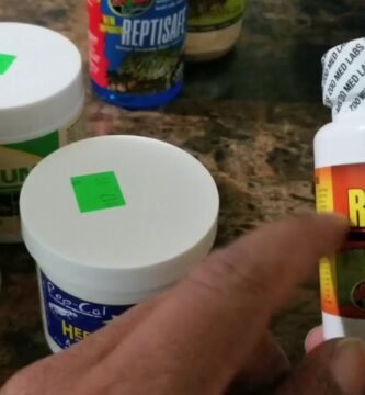Suplementos esenciales en la dieta de reptiles en casa con alimentos naturales