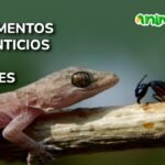 Suplementos esenciales en la dieta de reptiles en casa en zonas urbanas