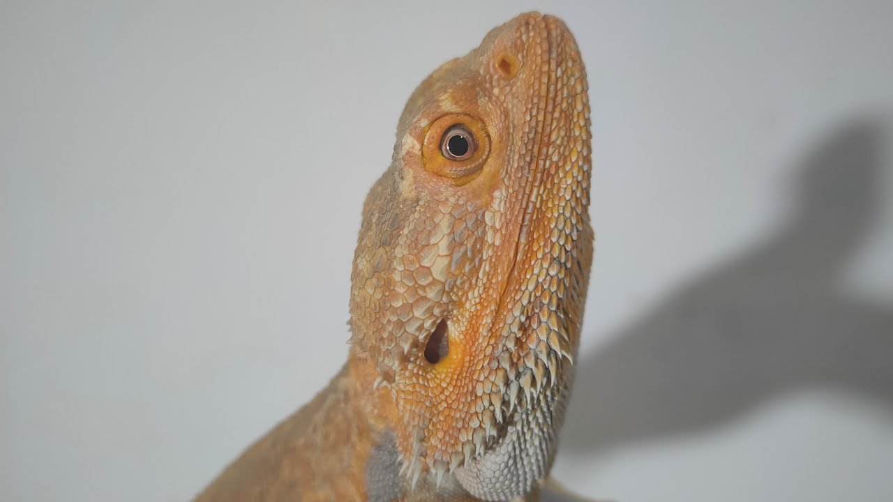 Suplementos esenciales en la dieta de reptiles en casa para dueños primerizos