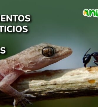 Suplementos esenciales en la dieta de reptiles en casa para especies pequeñas