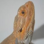 Suplementos esenciales en la dieta de reptiles en casa paso a paso