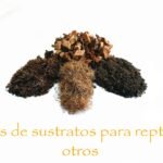 ¿Por qué mi reptil escarba constantemente en el sustrato? en climas cálidos