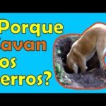 ¿Por qué mi reptil escarba constantemente en el sustrato? explicado por veterinarios