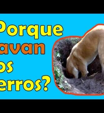 ¿Por qué mi reptil escarba constantemente en el sustrato? explicado por veterinarios