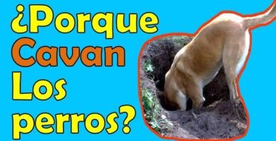 ¿Por qué mi reptil escarba constantemente en el sustrato? explicado por veterinarios