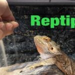 ¿Por qué mi reptil escarba constantemente en el sustrato? para dueños primerizos