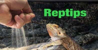 ¿Por qué mi reptil escarba constantemente en el sustrato? para dueños primerizos