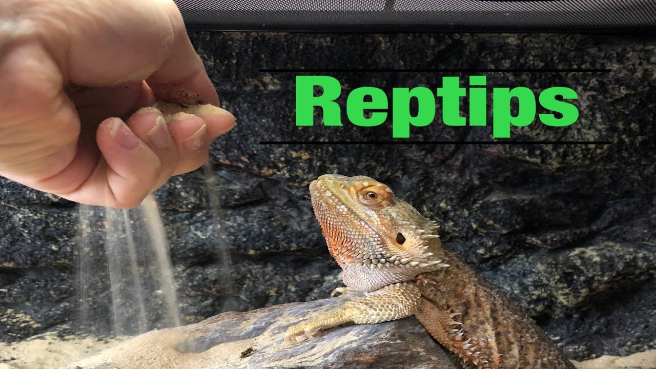 ¿Por qué mi reptil escarba constantemente en el sustrato? para dueños primerizos