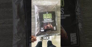 ¿Por qué mi reptil escarba constantemente en el sustrato? según su especie
