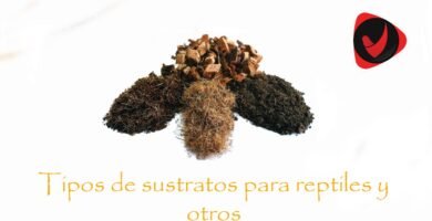 ¿Por qué mi reptil escarba constantemente en el sustrato? y cómo solucionarlo