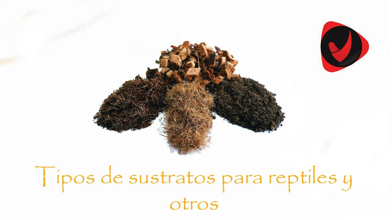 ¿Por qué mi reptil escarba constantemente en el sustrato? y cómo solucionarlo