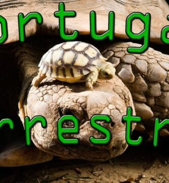 Accesorios seguros para tortugas terrestres en Trujillo
