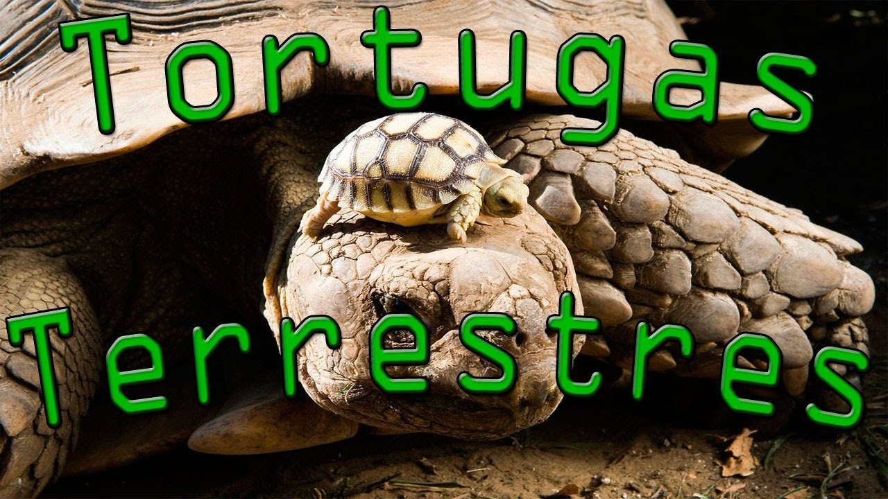 Accesorios seguros para tortugas terrestres en Trujillo