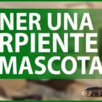 Casas de reptiles hechas en casa: guía paso a paso para serpientes