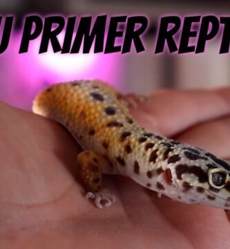 Cómo cuidar a un reptil en casa paso a paso sin cometer errores
