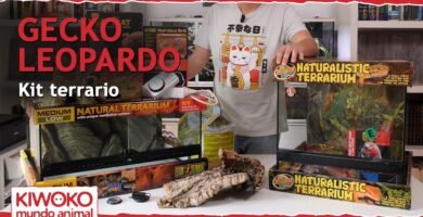 Cómo elegir el mejor equipamiento para tu terrario de reptil para geckos