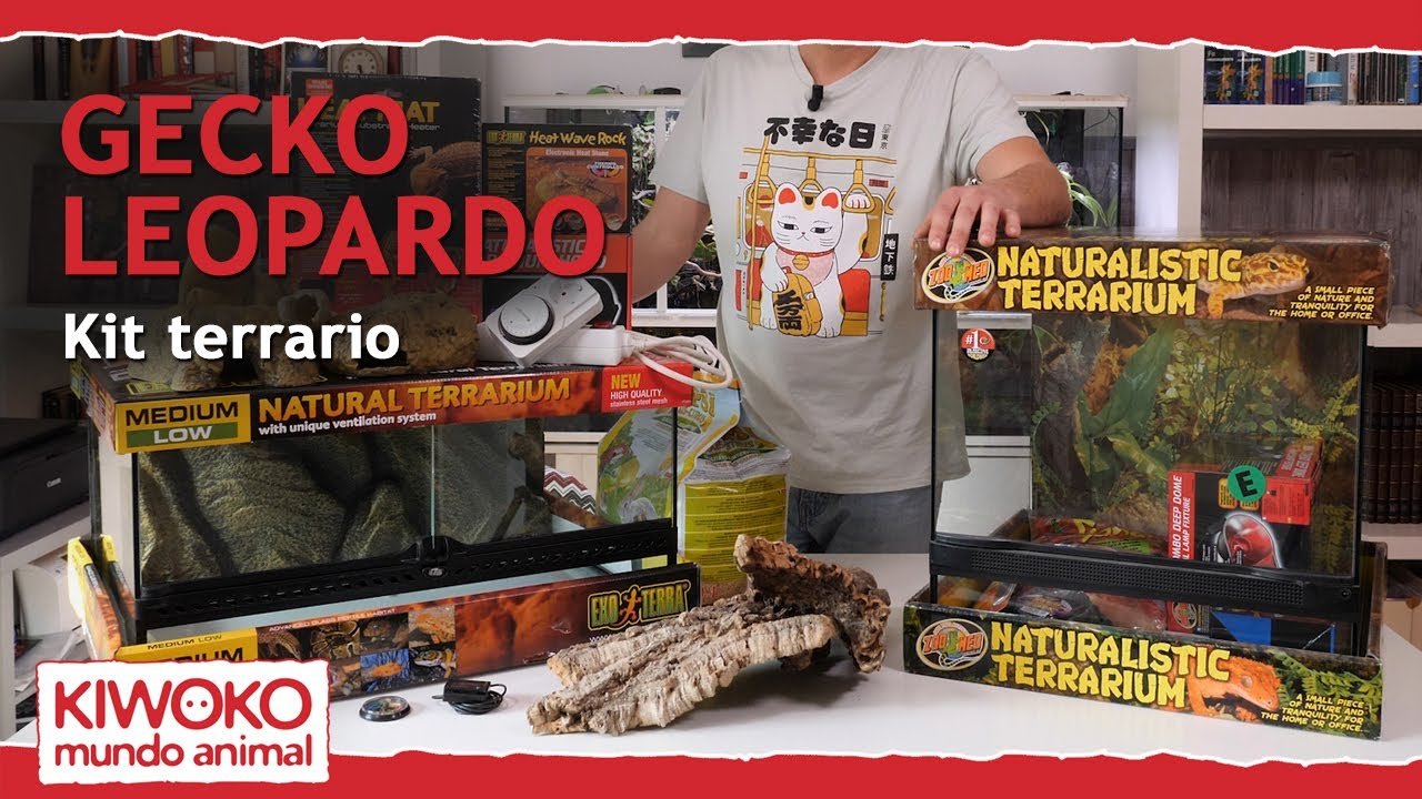 Cómo elegir el mejor equipamiento para tu terrario de reptil para geckos