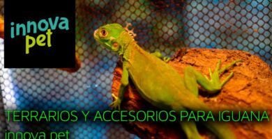 Cómo elegir el mejor equipamiento para tu terrario de reptil para iguanas
