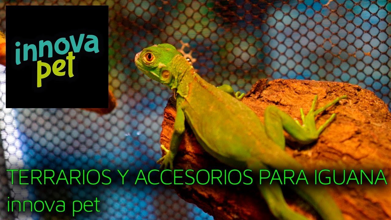 Cómo elegir el mejor equipamiento para tu terrario de reptil para iguanas