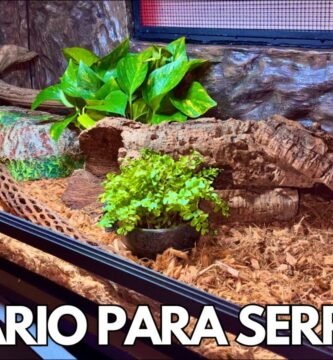 Cómo elegir el mejor equipamiento para tu terrario de reptil para serpientes