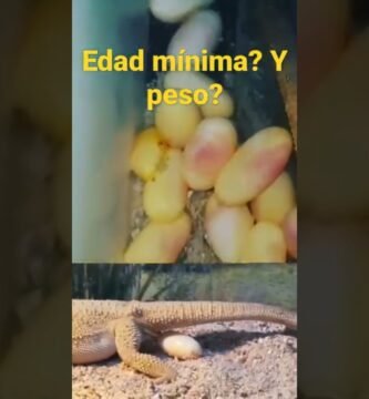 Cómo estimular la reproducción en reptiles mascota con bajo presupuesto