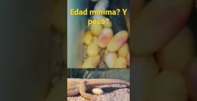 Cómo estimular la reproducción en reptiles mascota con bajo presupuesto