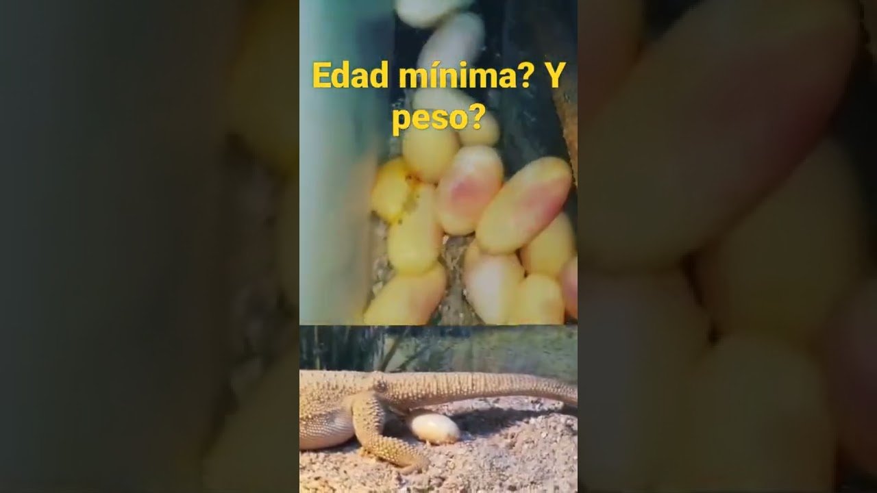 Cómo estimular la reproducción en reptiles mascota con bajo presupuesto