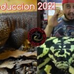 Cómo estimular la reproducción en reptiles mascota en cautiverio