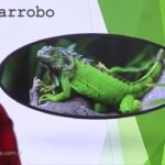 Cómo estimular la reproducción en reptiles mascota en clima tropical