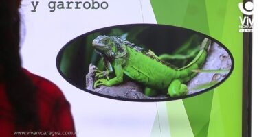 Cómo estimular la reproducción en reptiles mascota en clima tropical